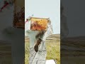 Beekeeping in Scotland