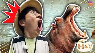 쩌억! 하마의 입은 얼마나 클까?ㅣ하마ㅣ에그박사의 동물 도감ㅣKBS 250114 방송