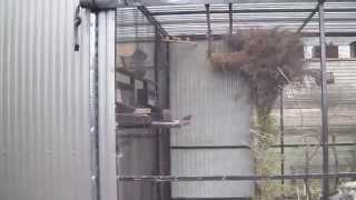 preview picture of video 'Finch Aviary April 2014'
