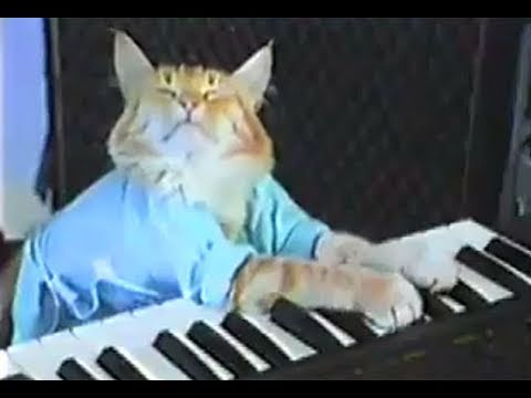 Gatinho mostrando toda sua habilidade no teclado