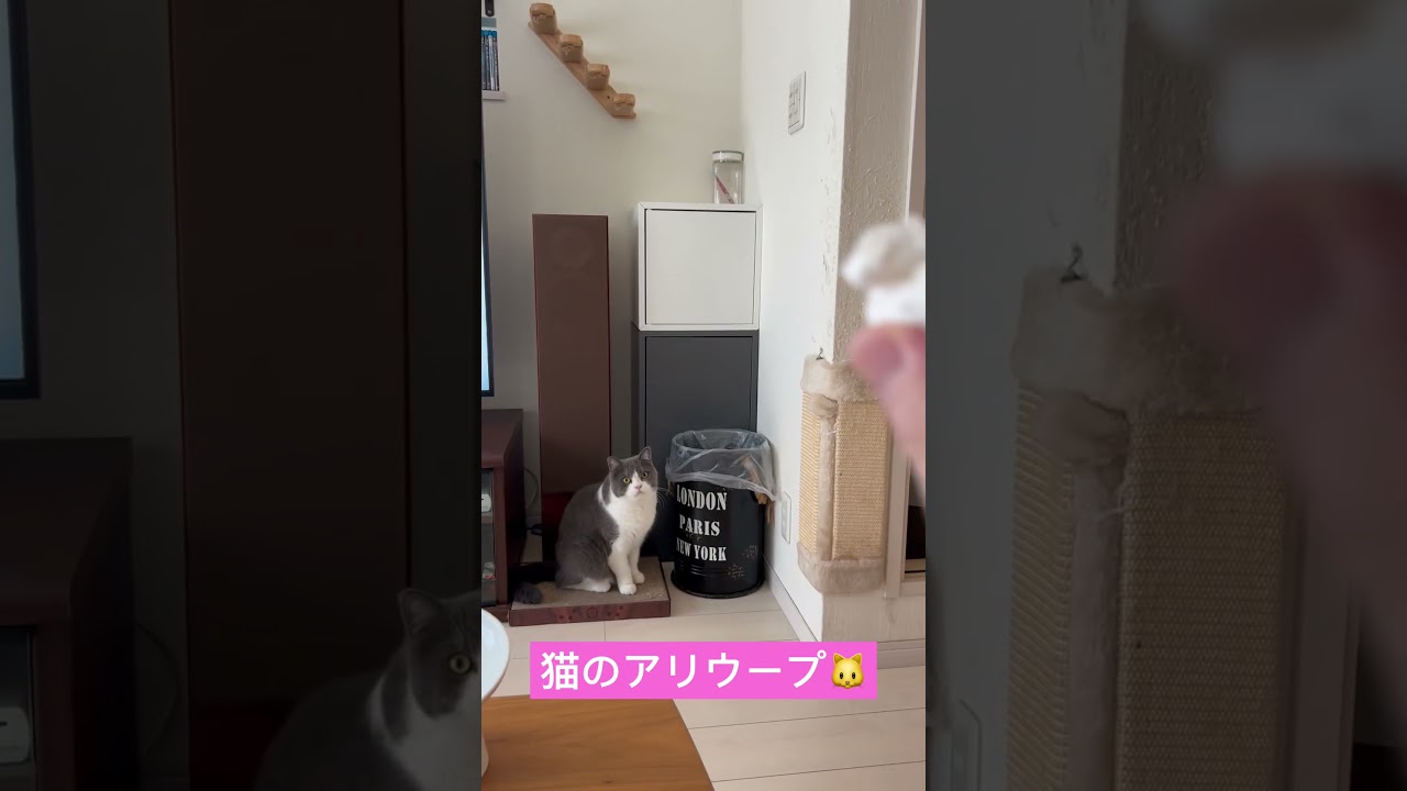 猫のアリウープ（ふく）#shorts