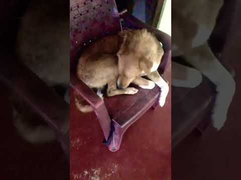 Smart dog Bindu 🐶🐶