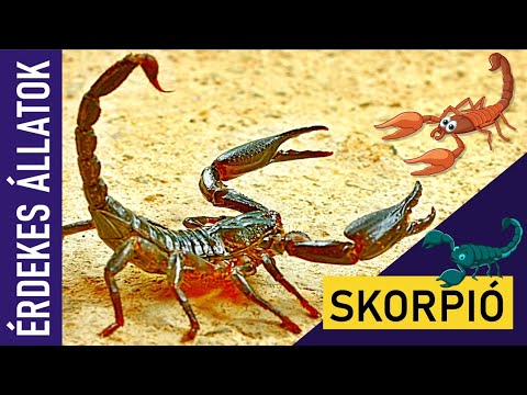 SKORPIÓ | Állatok gyerekeknek | Ismeretterjesztő | Természetfilm | Magyar szókincs bővítése
