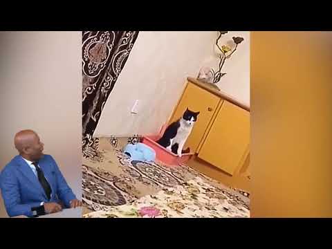 Funny moments of animals 2023 part-1