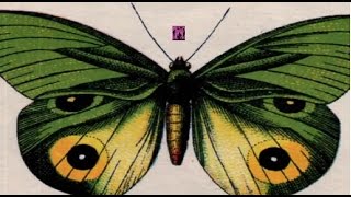 MIMICKING BIRDS - ''Bloodlines'' \\ Lyrics