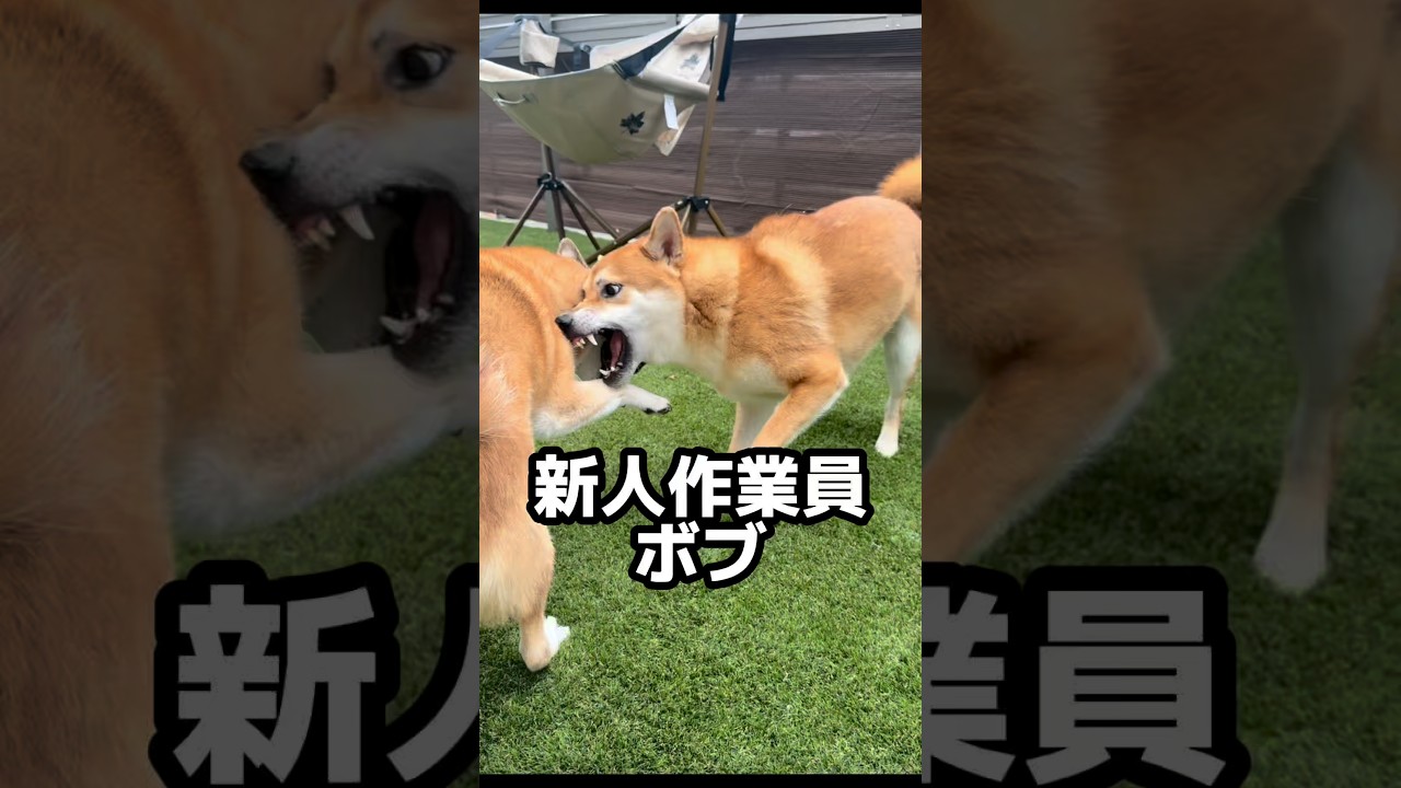 もし柴犬兄弟がバイトに行くと… #柴犬ロック #柴犬ボブ