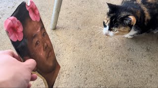 みけねこ vs  野獣先輩