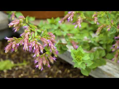 5 Types of Oregano