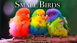 Small Birds with Names and Sounds 4K | Scenic Relaxation Film