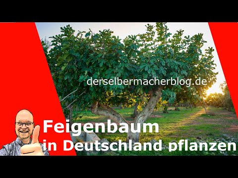 Feigenbaum / Feige in Deutschland halten (Infos, Anleitung, Überwinterung)