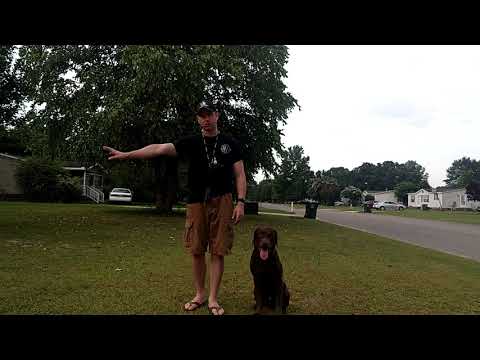 UPLAND (Quartering and Sit to flush, steady to shot, fall, and release)(