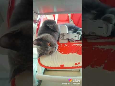 He slapp my fhone... #bowe#