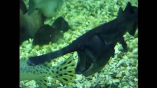 preview picture of video 'Paddlefish at Cameron Park Zoo'