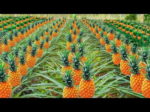 How American Farmers Pick Millions Of Pineapples - Pineapple Harvesting
