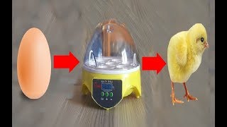 Yumurtayı Civcive Dönüştüren Makine  Kuluçka