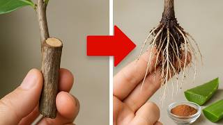 Just 1 trick to make any plant's branch root!