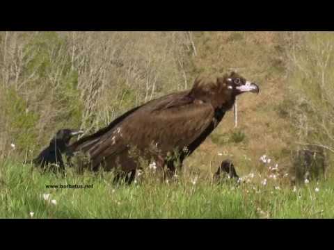 Buitre negro ( Aegypius monachus ) Black vulture