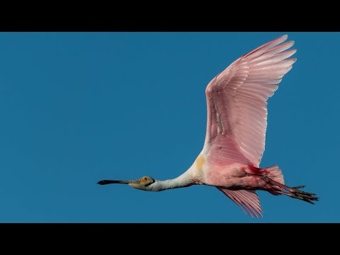 Nikon D850 Bird In Flight - Wildlife Autofocus System Setup