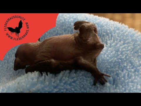 Fledermaus NRW - Willkommen Flip