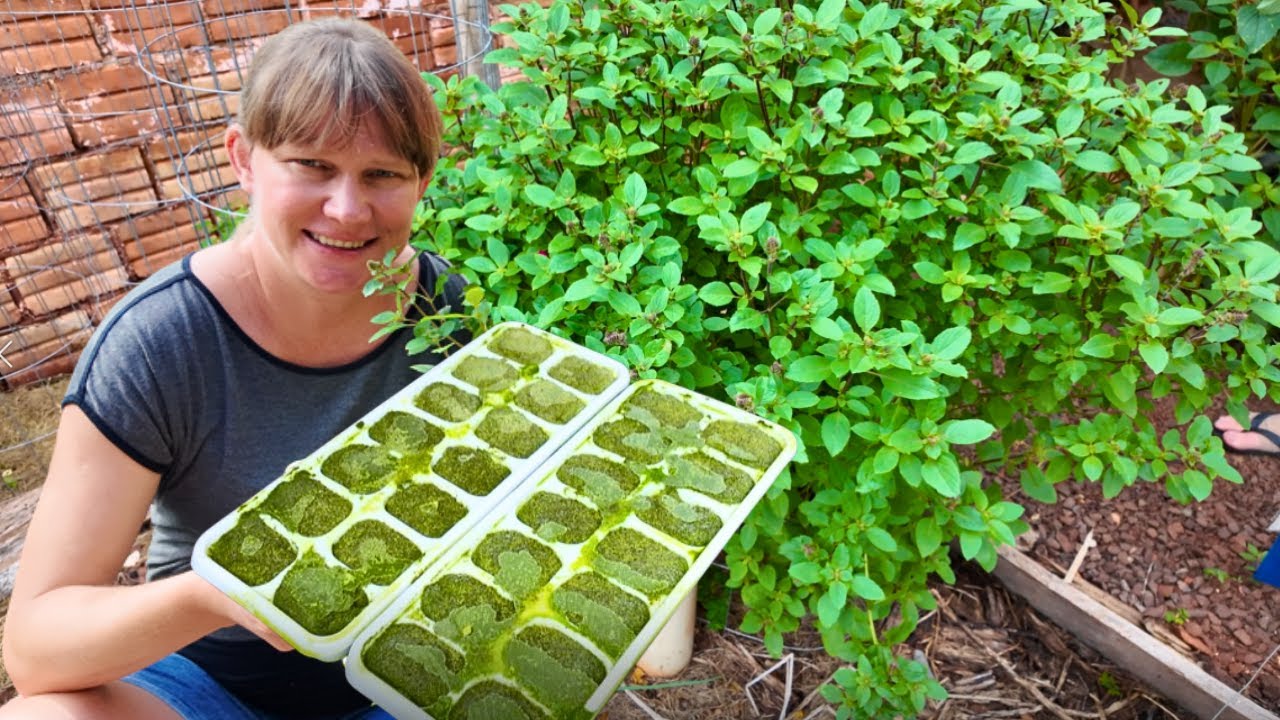 Always Have Basil Ready | Easy Way to Preserve It🌱