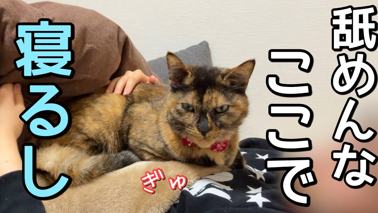 大好きな父ちゃんがいないとこうなっちゃう元野良猫