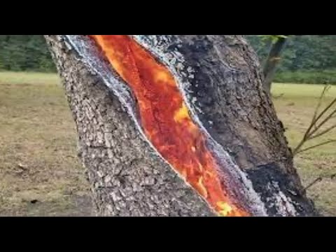 Thonë se nëse një dru peme e godet rrufeja është keq ta përdorësh për zjarr! Cila është e vërteta?