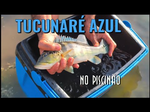Tucunaré azul no piscinão de Tuntum/MA