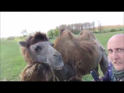 Kamelhof Sternberger Burg | Kamel beißt