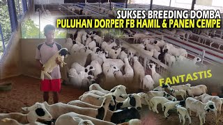 Download lagu Cuan mengalir‼️Ternak Ratusan Domba Dorper Full Blood,Puluhan ekor hamil dan Banjir Cempe mp3 Download lagu Cuan mengalir‼️Ternak Ratusan Domba Dorper Full Blood,Puluhan ekor hamil dan Banjir Cempe mp3