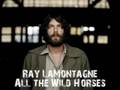 Ray Lamontagne - All The Wild Horses