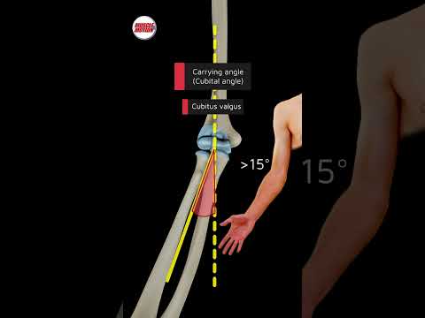 The Carrying Angle #anatomy #3danimation