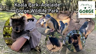 Experience the WILDEST Adventure at Koala Park