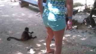 Spider Monkey Attack in Mexico