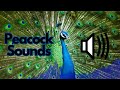 Peacock Sound Effects | No Copyright | Free