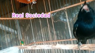 Download lagu Real Suara anak burung !! bird sound Srigunting pikat muda hutan mp3 Download lagu Real Suara anak burung !! bird sound Srigunting pikat muda hutan mp3