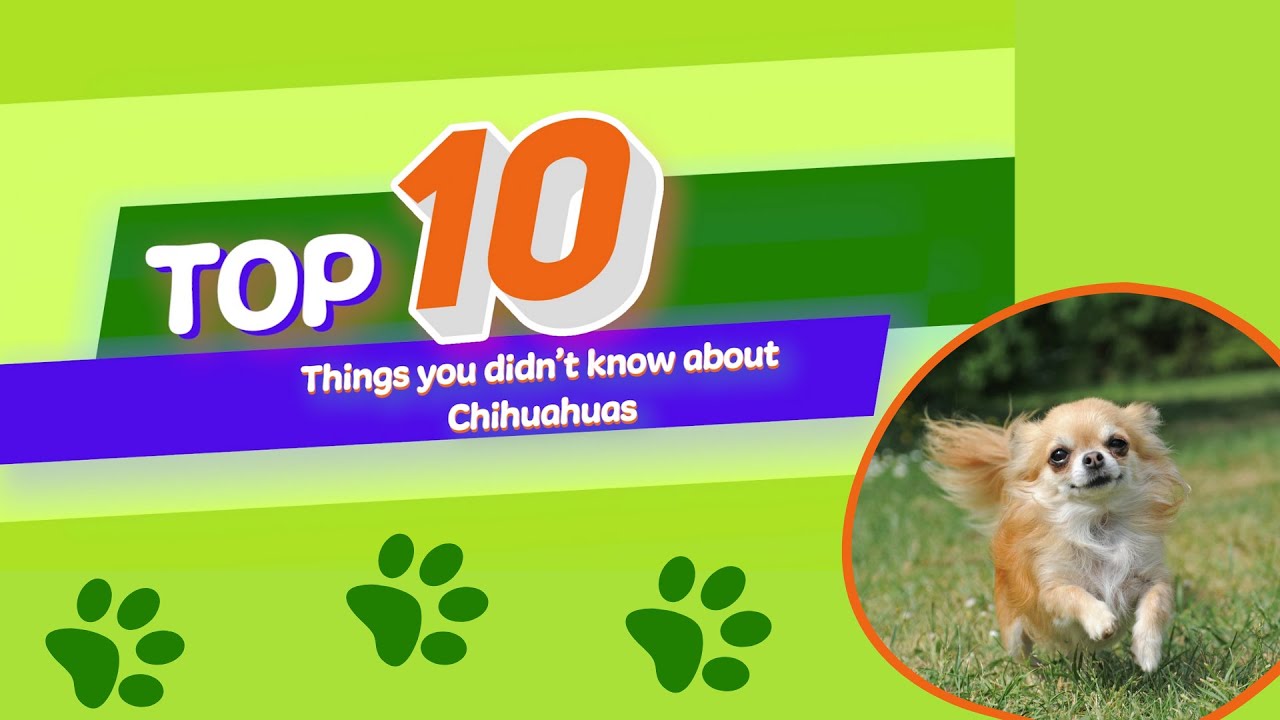 10 Things You Didn't Know About: Chihuahuas