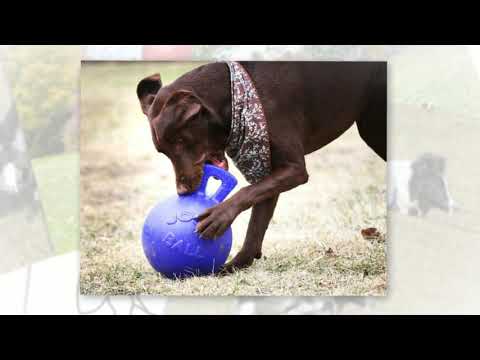 Игрушка для собак Jolly Pets TUG-N-TOSS гиря 20 см Красный (408RD) - фото 3 - id-p1897448136