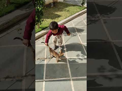 Kitten Rishaan cat love part-2🤣