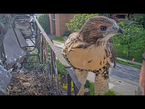 Red-tailed Hawk Fledgling "O1" Visits Cornell Hawks Cam For A Close-Up – June 21, 2025
