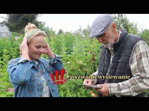 Wysiew kwiatów dwuletnich i wieloletnich