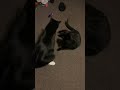 Classic Tuxedo Cat Behavior Shorts Cat Meme Funny Fight