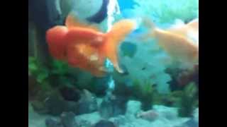 preview picture of video 'Ikan Mas Koki di Akuarium Mini.'