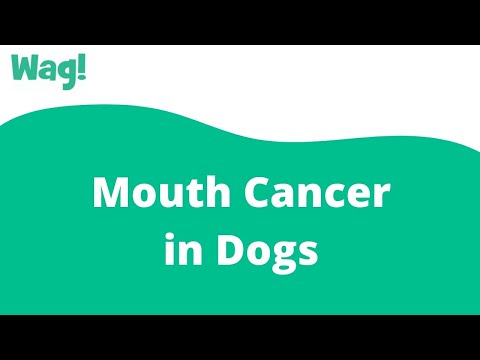 Mouth Cancer in Dogs | Wag!