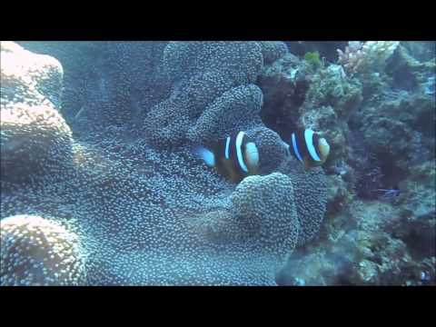 Kalinda Dive Trip Underwater Footage