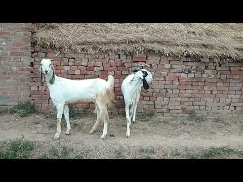 Jamnapari female joda 6 daat 9410094496...8077828394