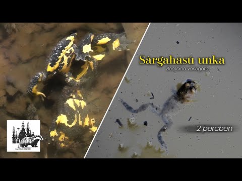 Sárgahasú unka