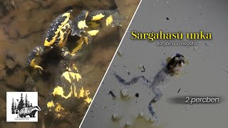 Sárgahasú unka – fajismertető videó