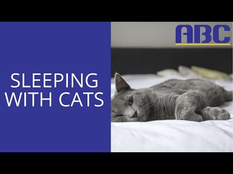 Should You Share Your Bed With Your Cat? | Animal Behavior College