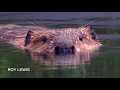 Detroit Zoo Educational Lessons Meet The Beavers