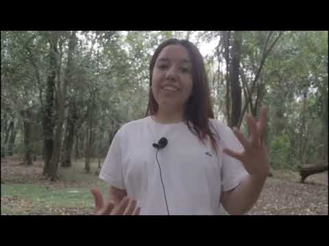 LA SOLAPA- Todas sus versiones.